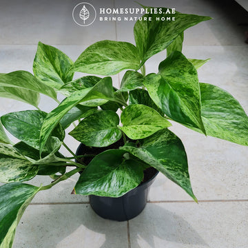 Money Plant Marble..